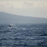 whalewatch-12