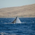 whalewatch-21