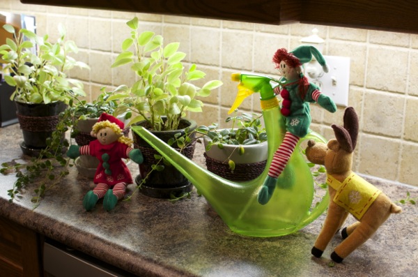 Watering the plants.